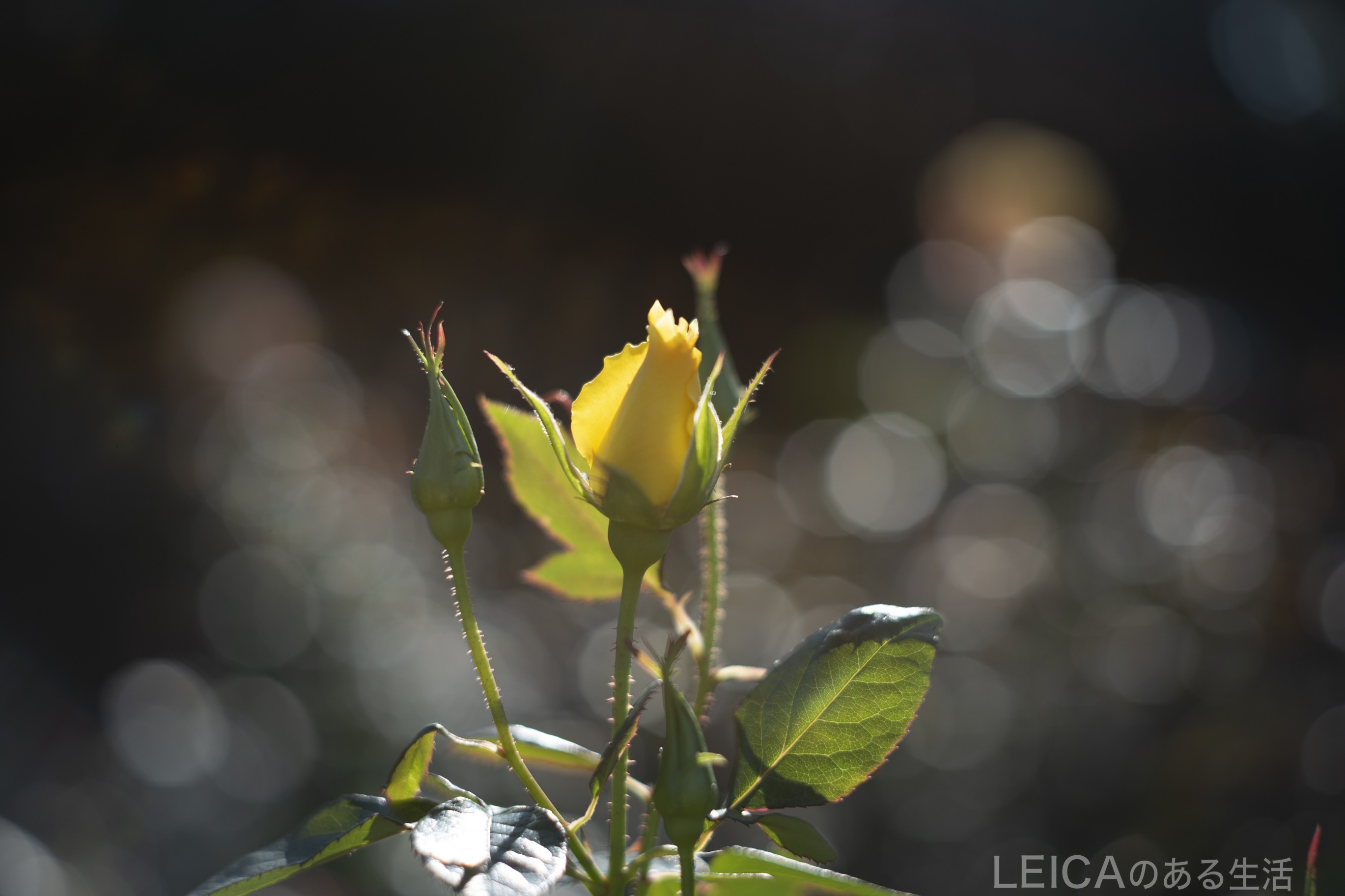 Leica SL ＋ Summilux M50mm f1.4 1st 貴婦人 後期型 ＋ ヘリコイド付き M→Lアダプター ＋クローズアップレンズ